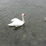 Διαμέρισμα La Gatta Viola Στρέσα