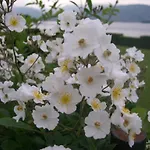 La Gatta Viola Διαμέρισμα
