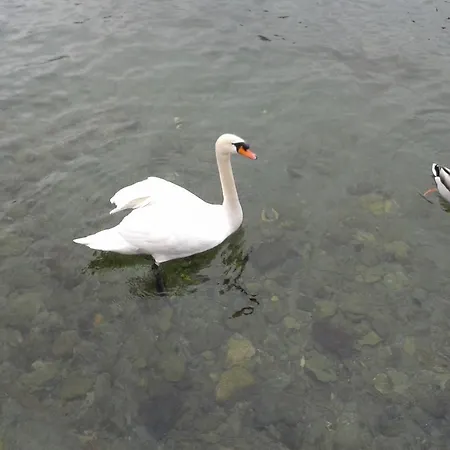 דירה La Gatta Viola סטרסה