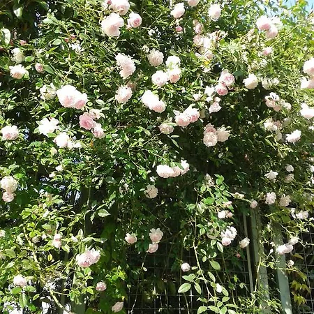 La Gatta Viola Stresa