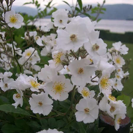 La Gatta Viola Apartment