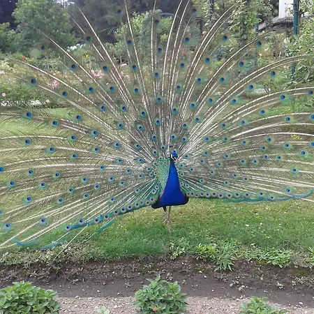 La Gatta Viola Apartment Stresa