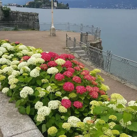 La Gatta Viola *