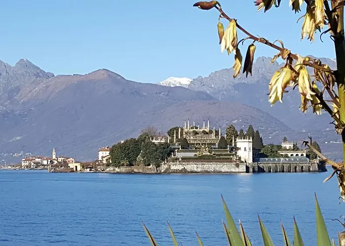 La Gatta Viola